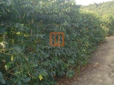 Fazenda-Sítio para comprar em Pontal, Guape - Outras (unidade) - foto 4 código 20034
