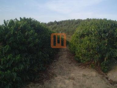 Fazenda-Sítio para comprar em Pontal, Guape - Outras (unidade) - foto 5 código 20034