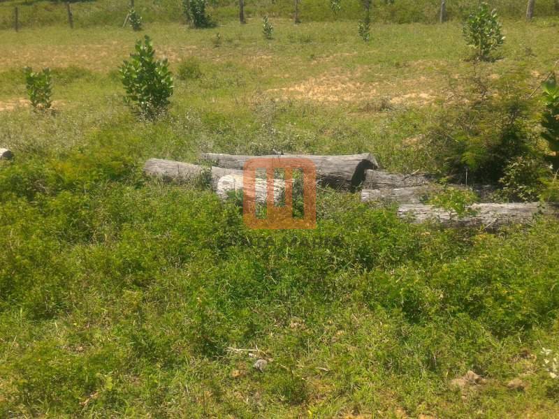 Fazenda-Sítio para comprar em Todos os Santos, Montes Claros - Outras (unidade) - foto 5 código 52858