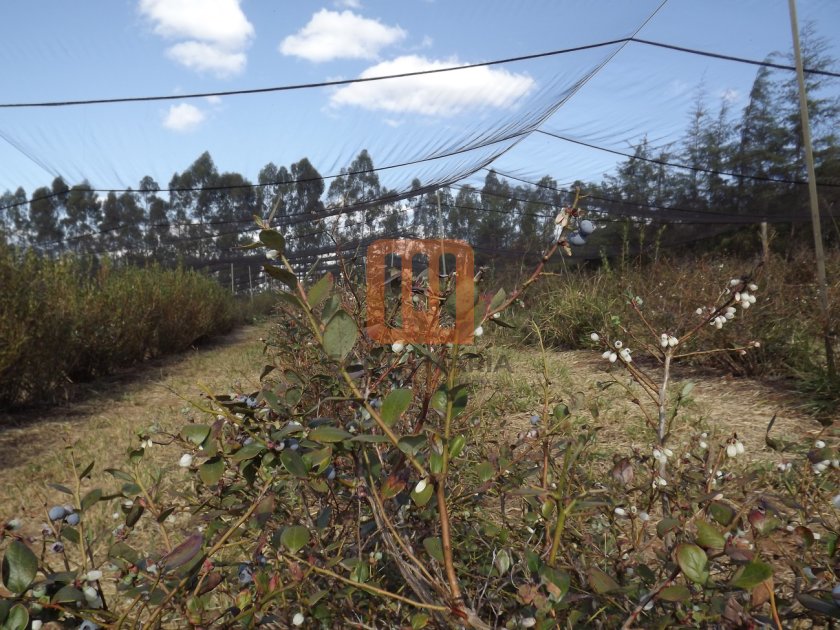Fazenda-Sítio para comprar em Zona Rural, Capetinga - Terreno/Lote (unidade) - foto 2 código 60577
