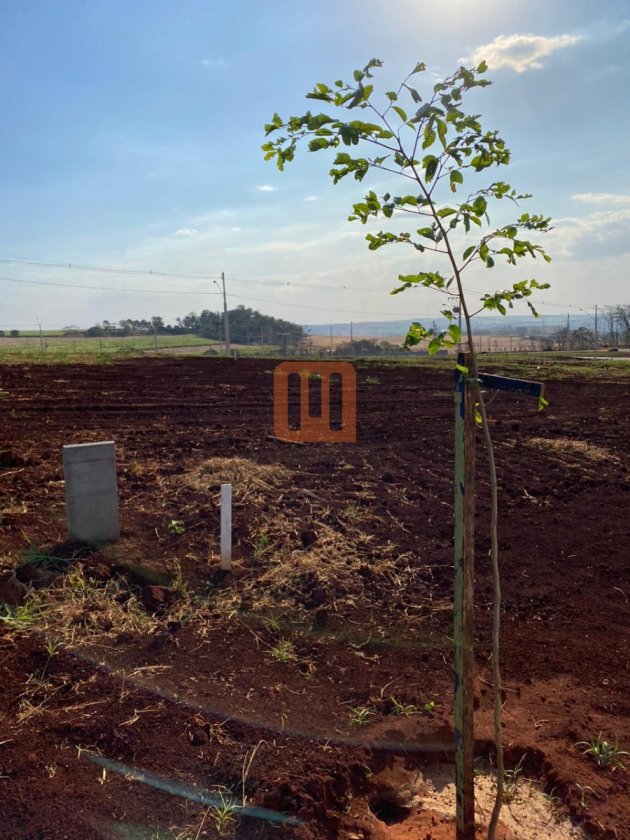 Terreno em Alto do Castelo, Ribeirão Preto